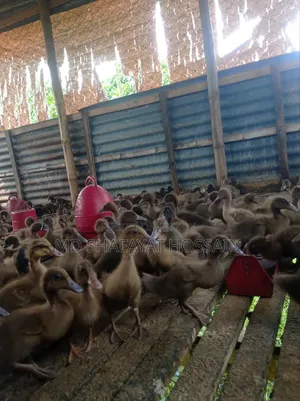 Khaki Campbell A-Grade Ducklings