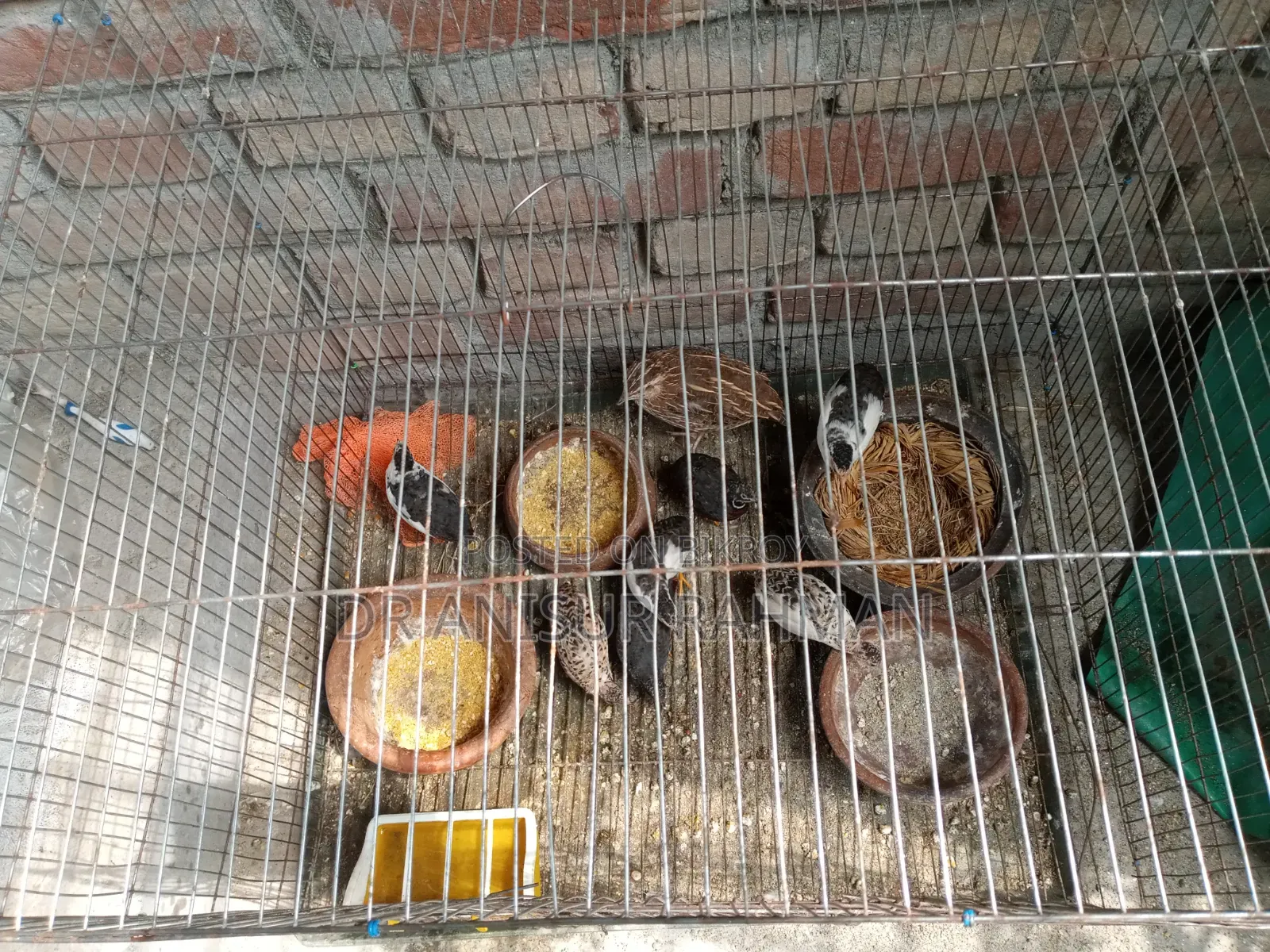King Quail for Sale