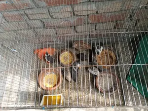 কিং কোয়েল বিক্রি হবে