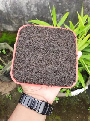 Modhupur Special Chapata (First Flush)