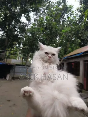 1-3 months Female Purebred Persian