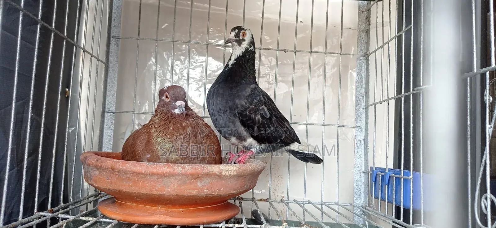 Golla Pigeon