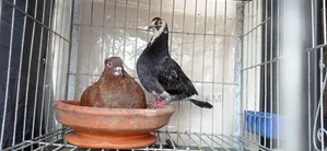 Golla Pigeon
