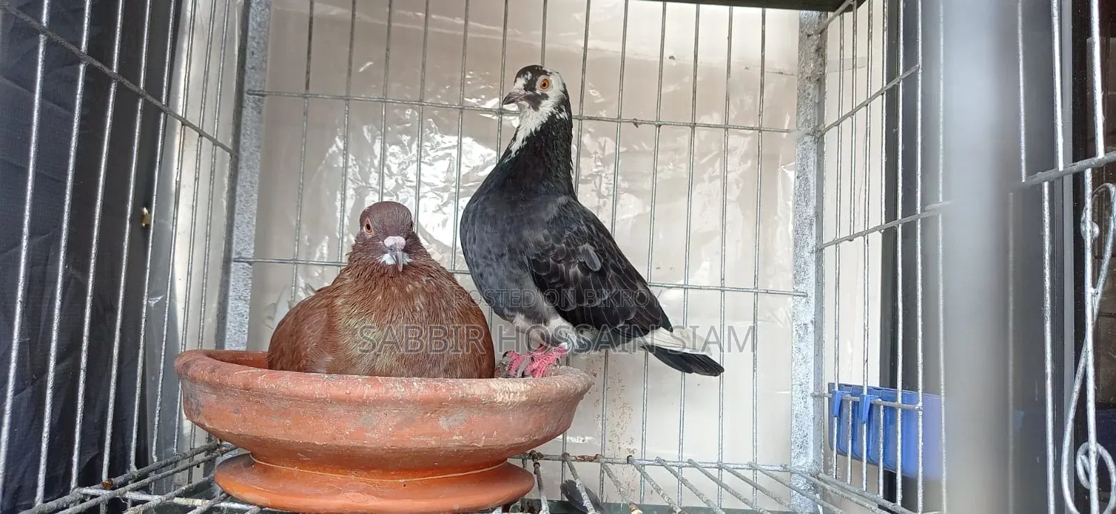 Golla Pigeon