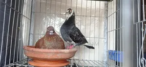 Golla Pigeon