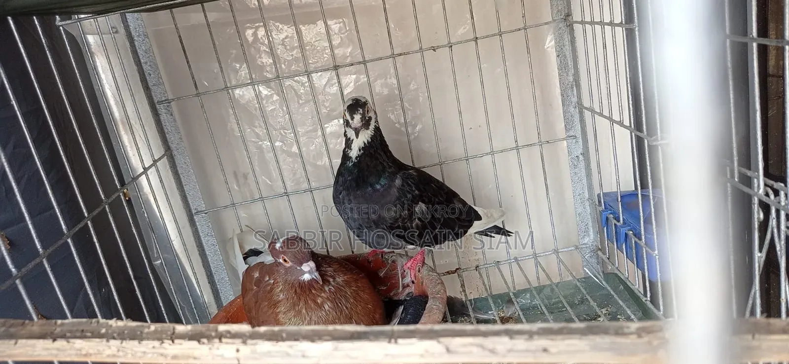 Golla Pigeon