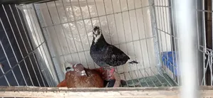 Golla Pigeon