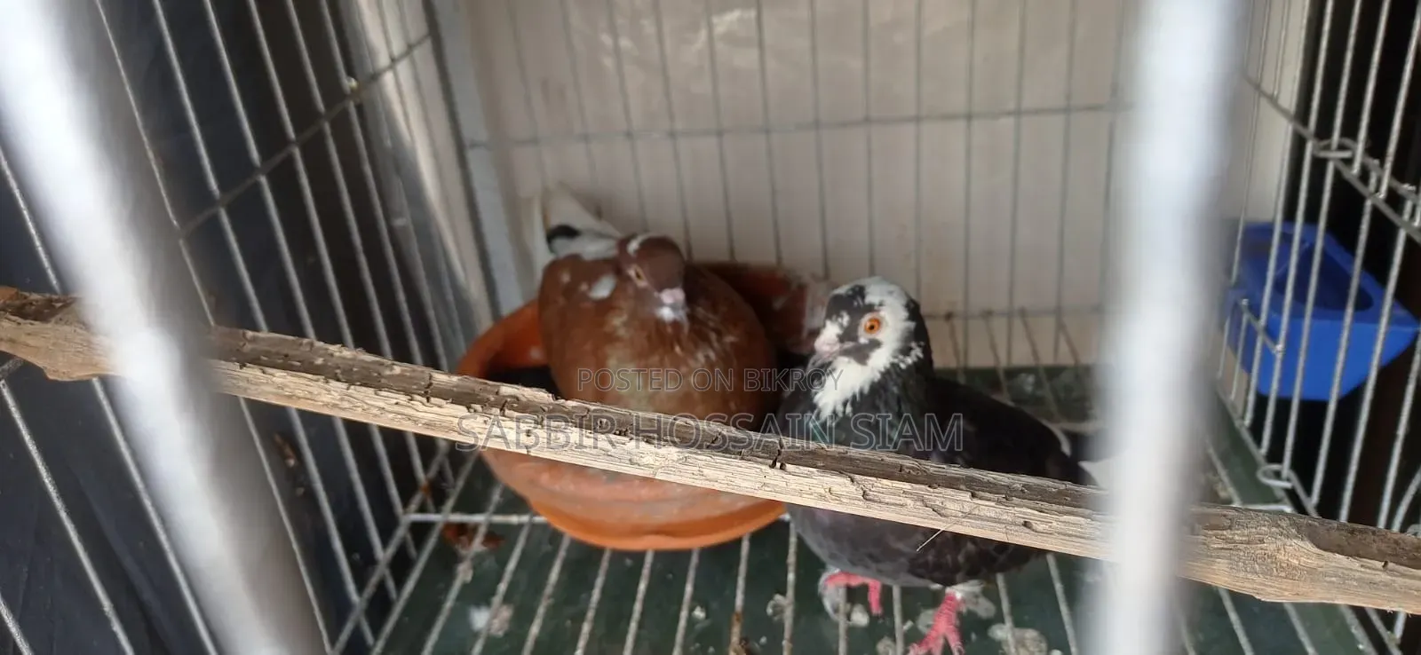 Golla Pigeon
