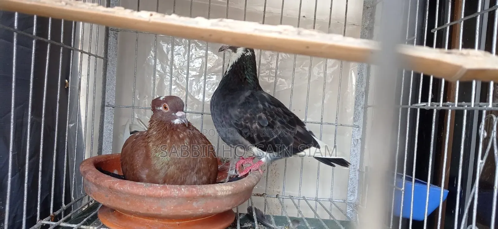 Golla Pigeon