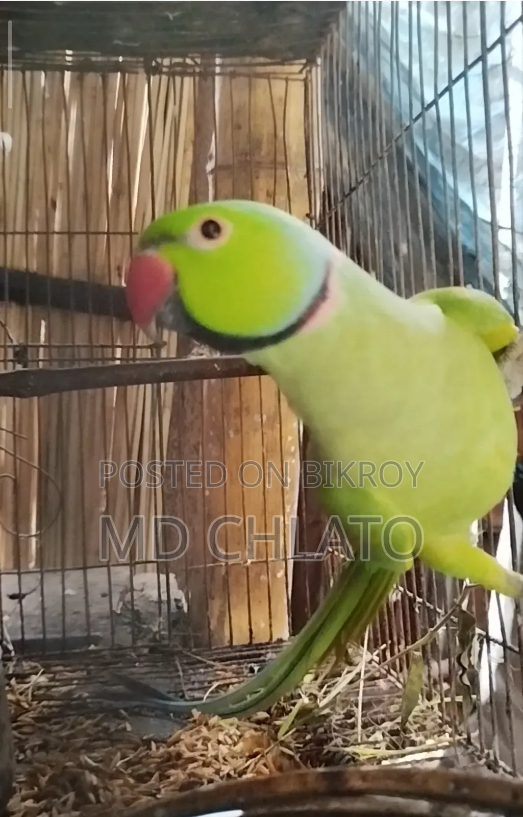 বিক্রির জন্য ৩ বছরের পুরুষ রিংনেক টিয়ে পাখি