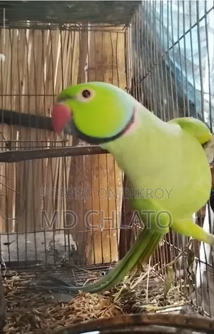 বিক্রির জন্য ৩ বছরের পুরুষ রিংনেক টিয়ে পাখি