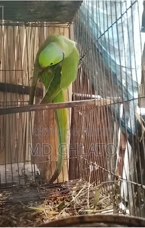 বিক্রির জন্য ৩ বছরের পুরুষ রিংনেক টিয়ে পাখি