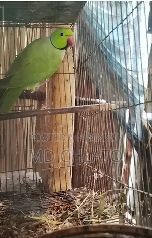 বিক্রির জন্য ৩ বছরের পুরুষ রিংনেক টিয়ে পাখি