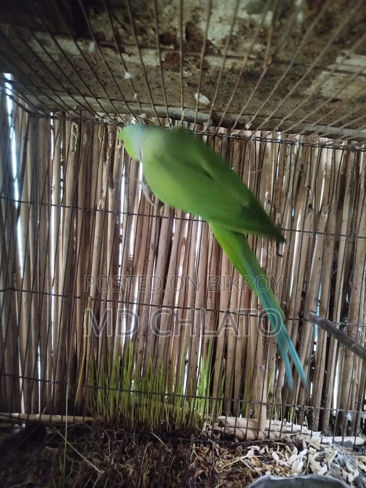বিক্রির জন্য ৩ বছরের পুরুষ রিংনেক টিয়ে পাখি