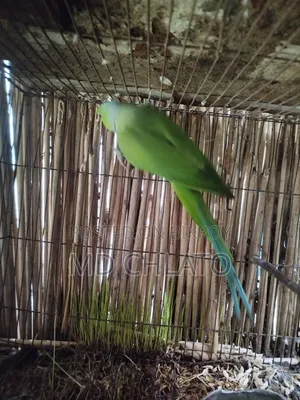 বিক্রির জন্য ৩ বছরের পুরুষ রিংনেক টিয়ে পাখি