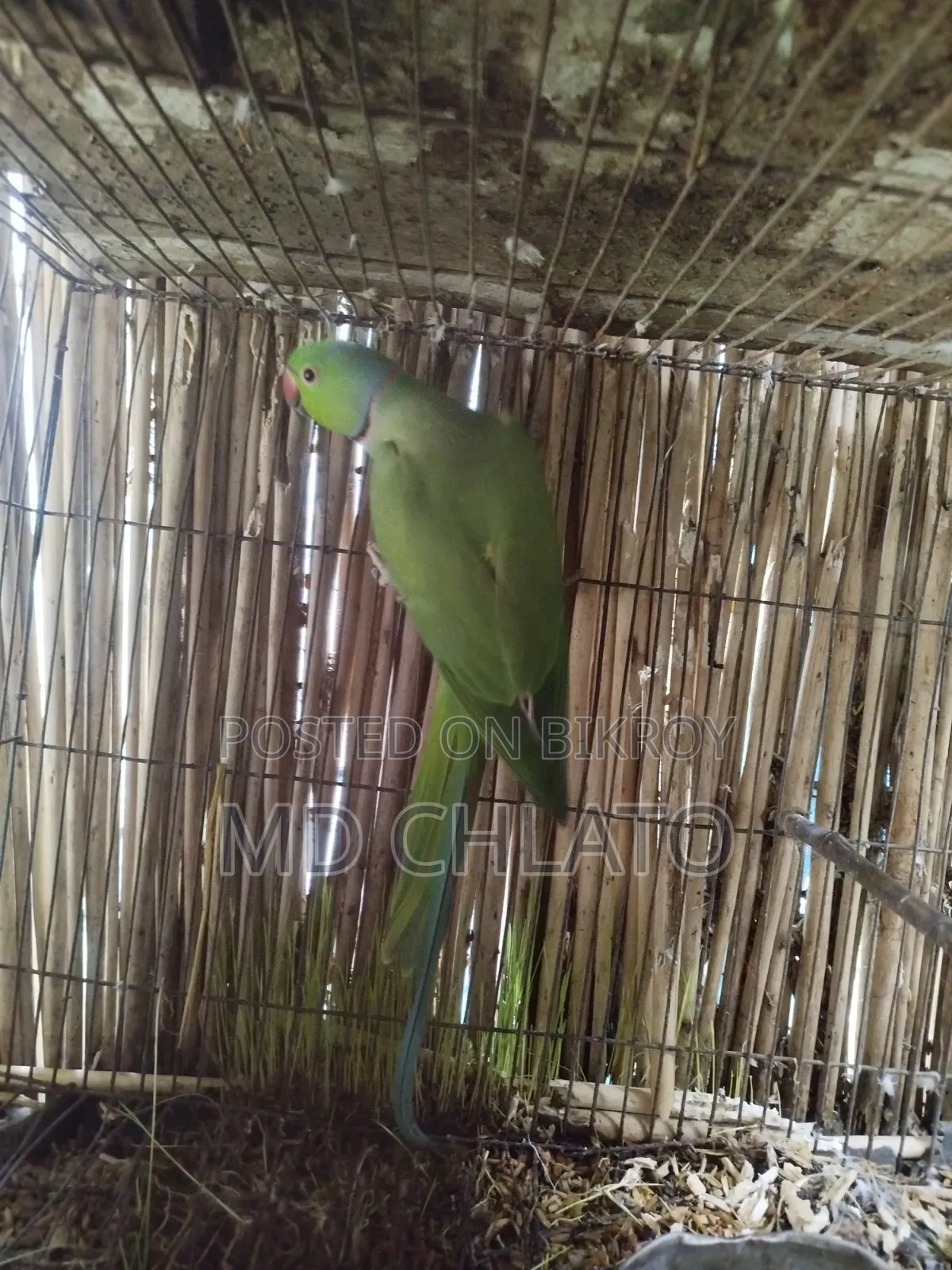 বিক্রির জন্য ৩ বছরের পুরুষ রিংনেক টিয়ে পাখি