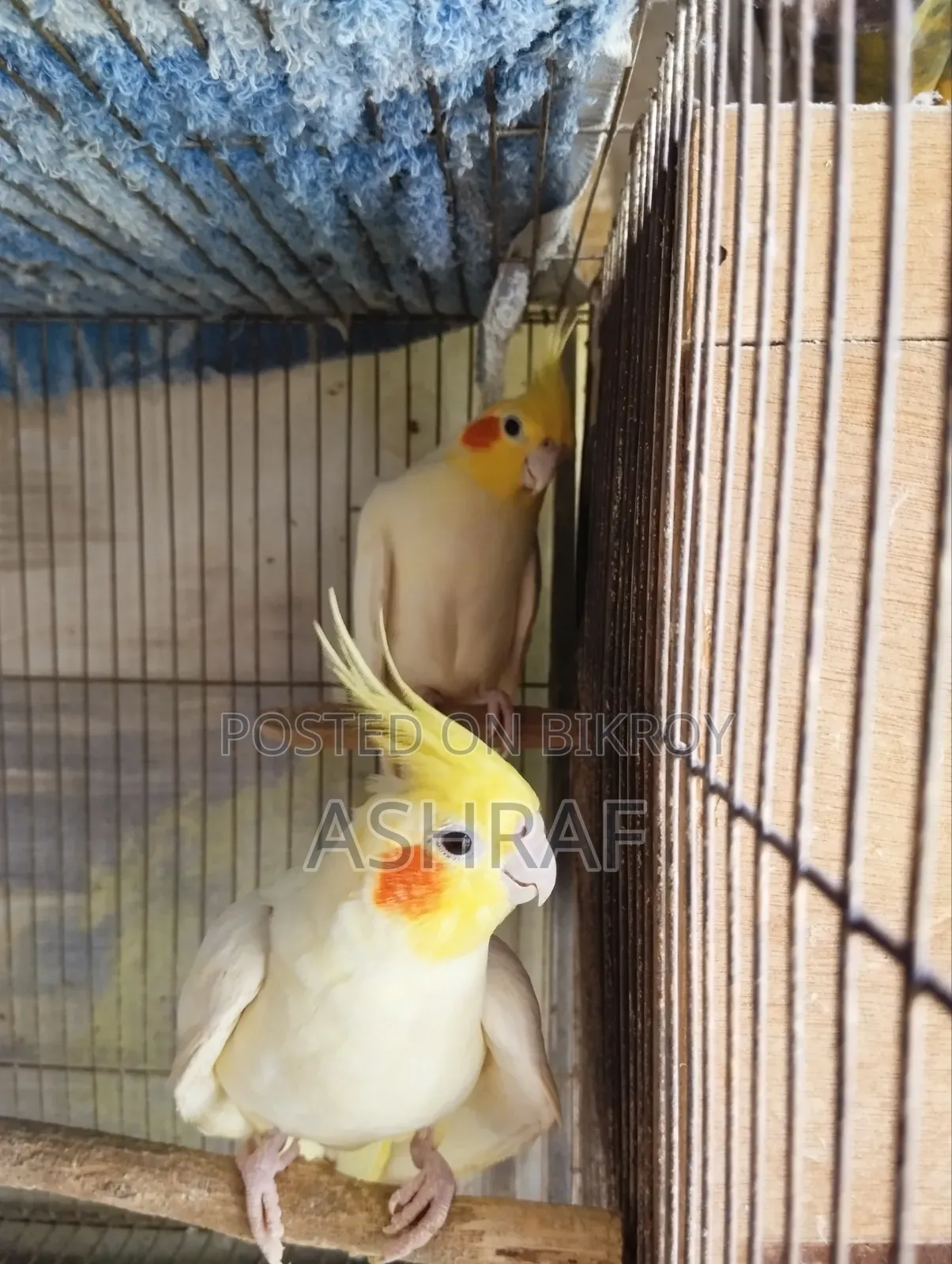 লুটিনো কোকাটেল এডাল্ট