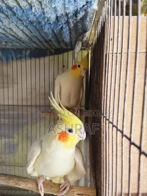 লুটিনো কোকাটেল এডাল্ট