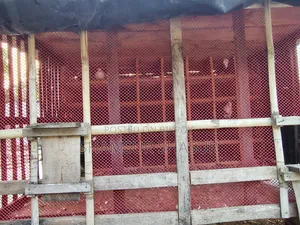 কবুতর ঘর ৪০ খোপ এর