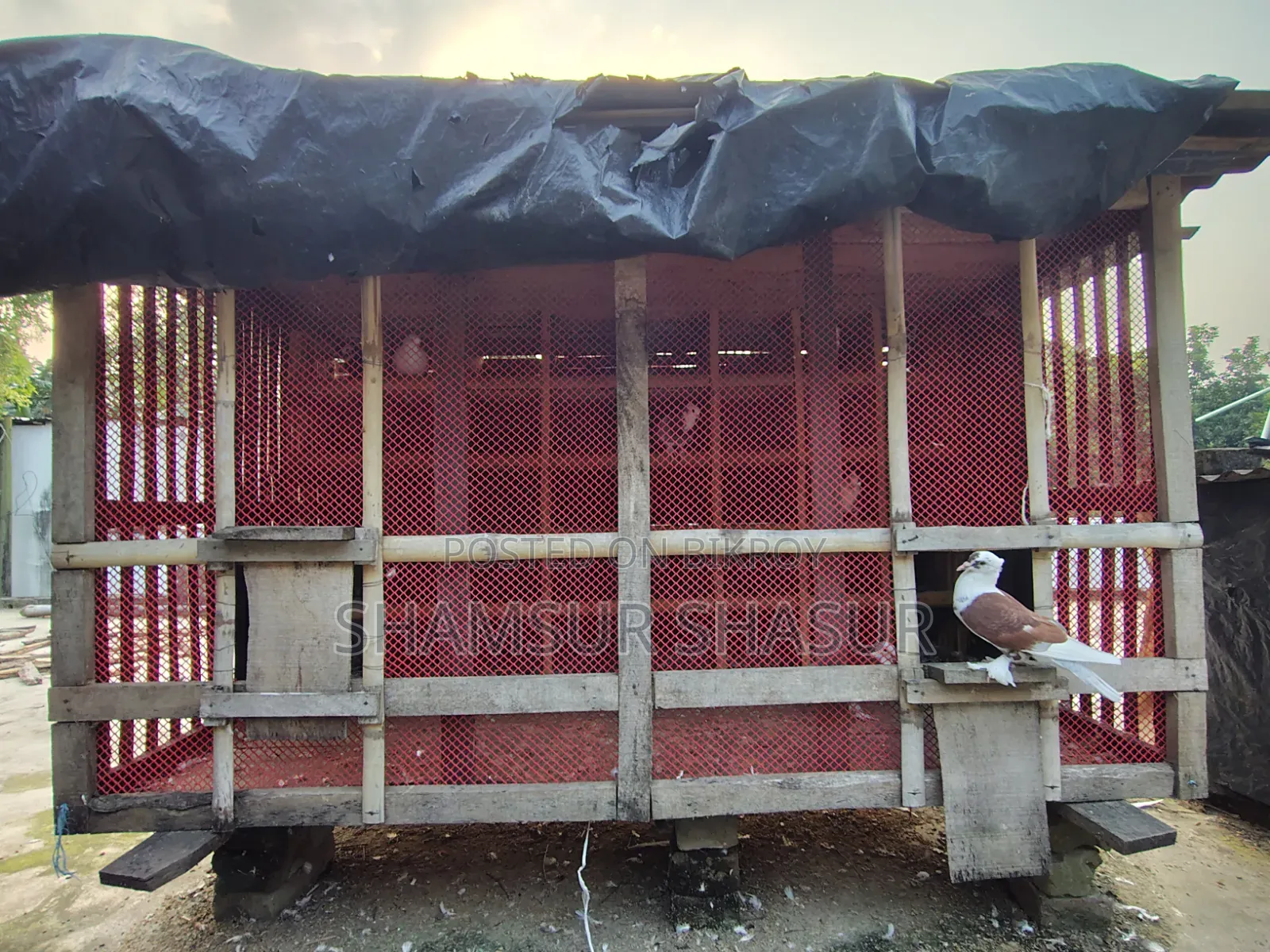 কবুতর ঘর ৪০ খোপ এর