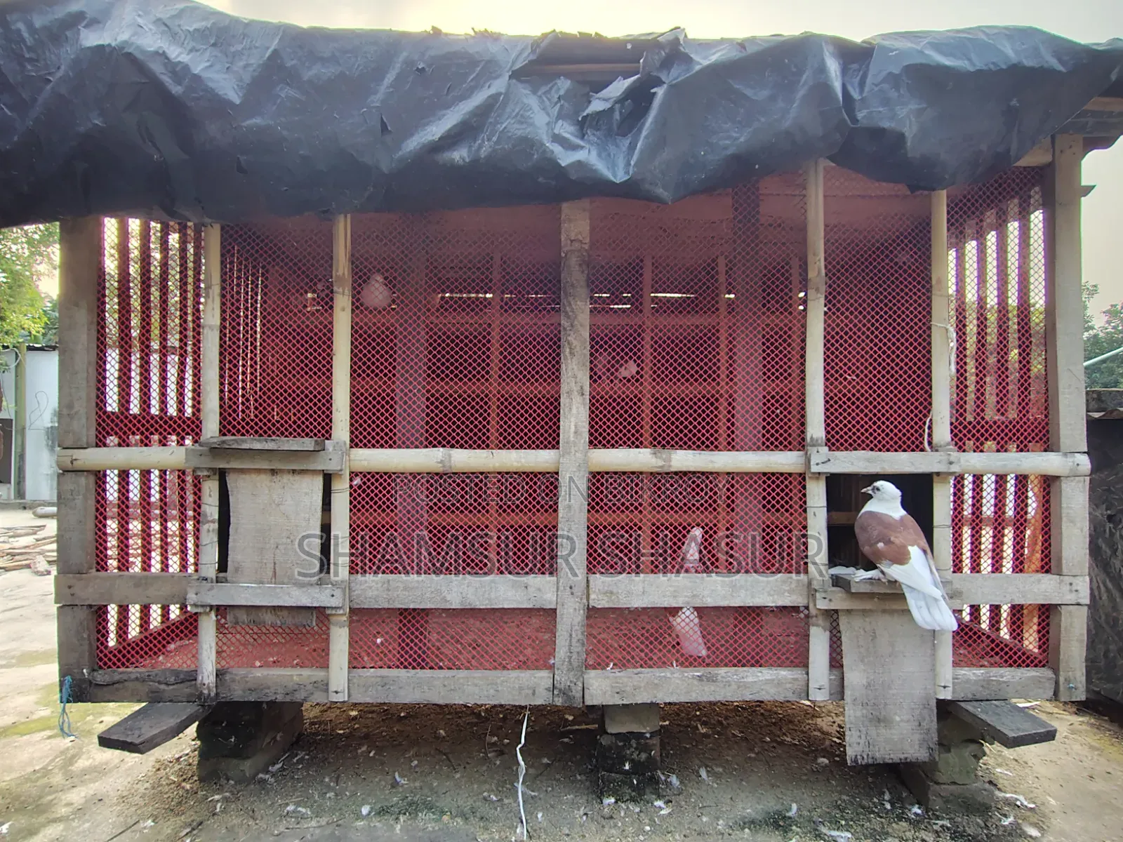 কবুতর ঘর ৪০ খোপ এর