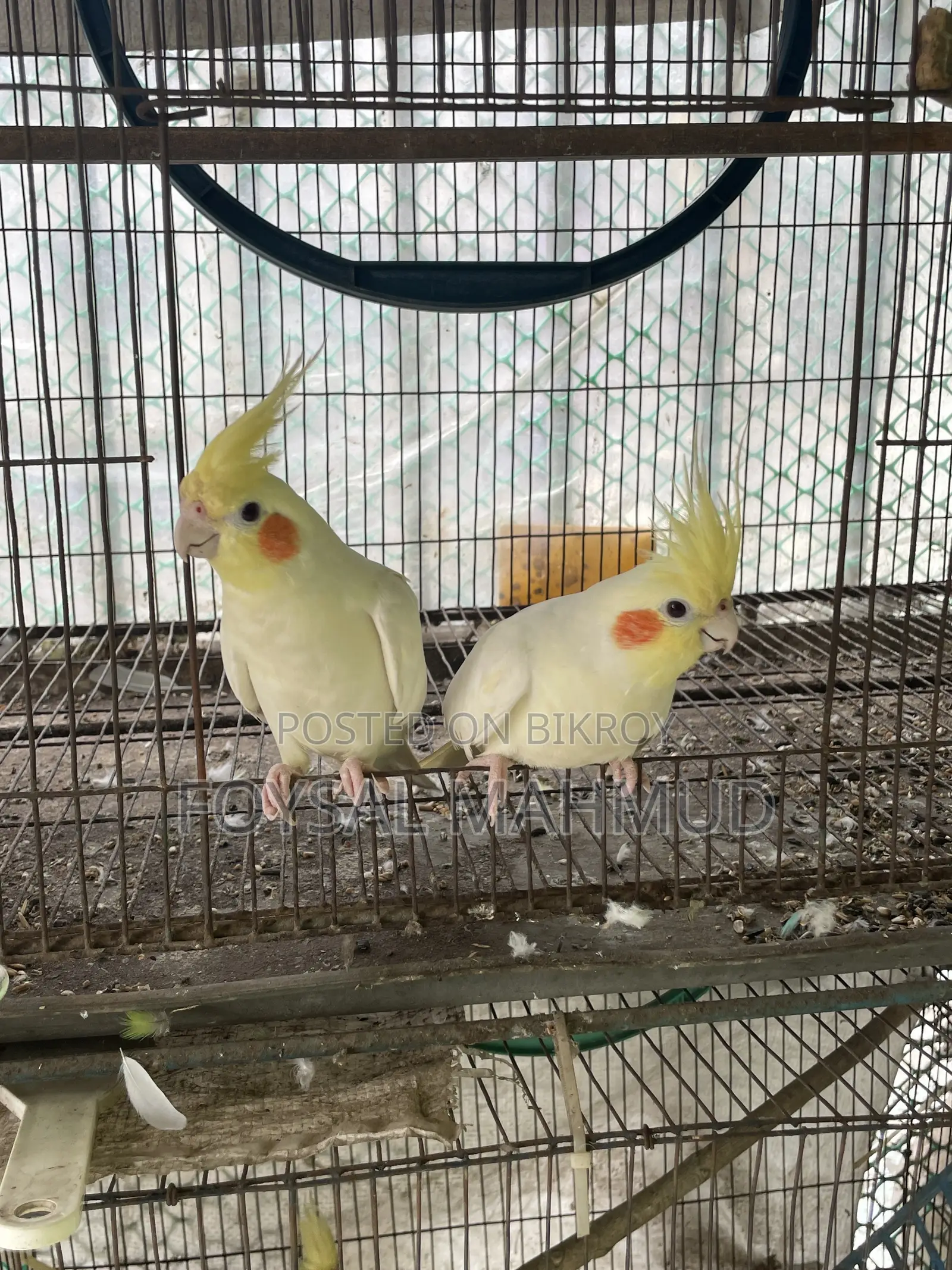 ১জোড়া Cockatiel Lutino for Sale