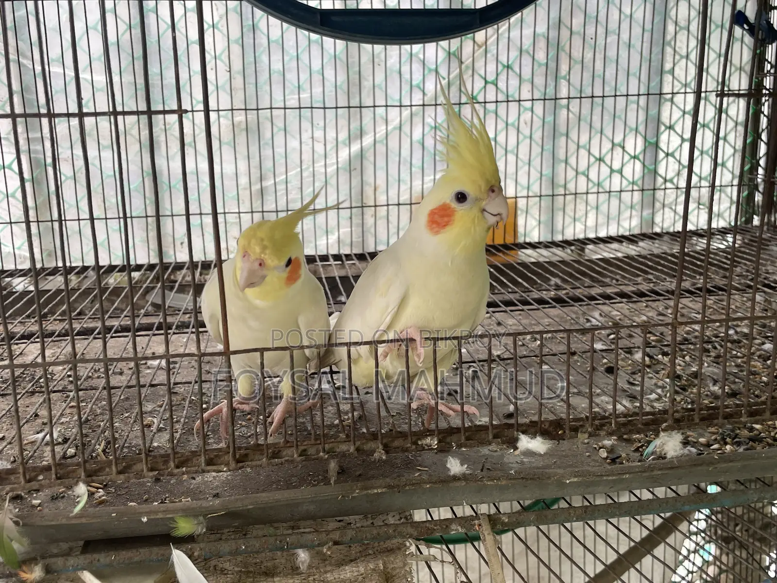 ১জোড়া Cockatiel Lutino for Sale