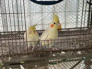 ১জোড়া Cockatiel Lutino for Sale