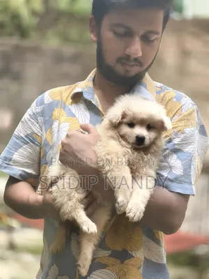 1-3 months Female Purebred Samoyed