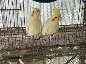 ১জোড়া Cockatiel Lutino for Sale