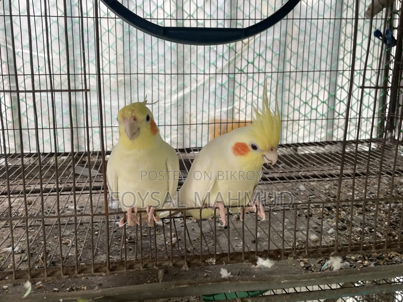 ১জোড়া Cockatiel Lutino for Sale