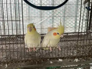 ১জোড়া Cockatiel Lutino for Sale