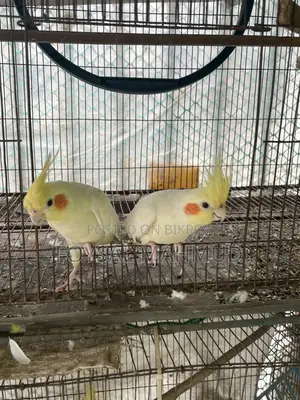 ১জোড়া Cockatiel Lutino for Sale