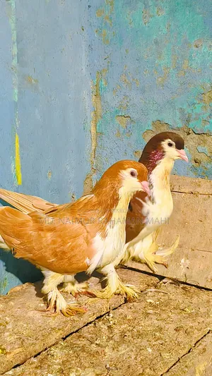 লাহরি সিরাজি কবুতর