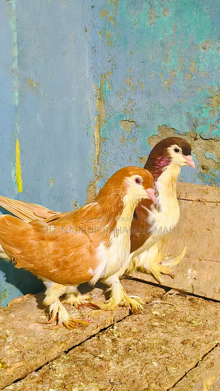 লাহরি সিরাজি কবুতর