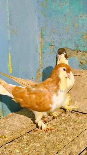 লাহরি সিরাজি কবুতর