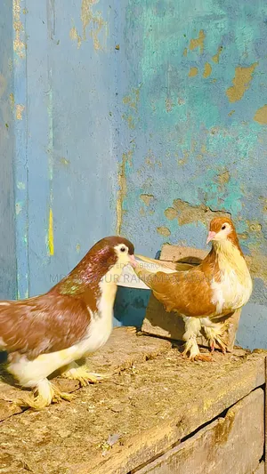 লাহরি সিরাজি কবুতর