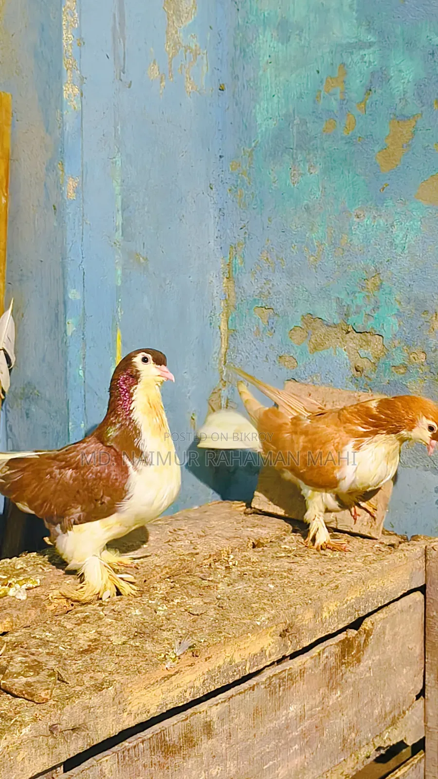 লাহরি সিরাজি কবুতর