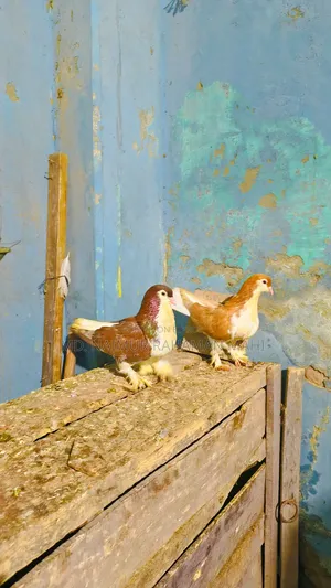 Lahori Shirazi Pigeon