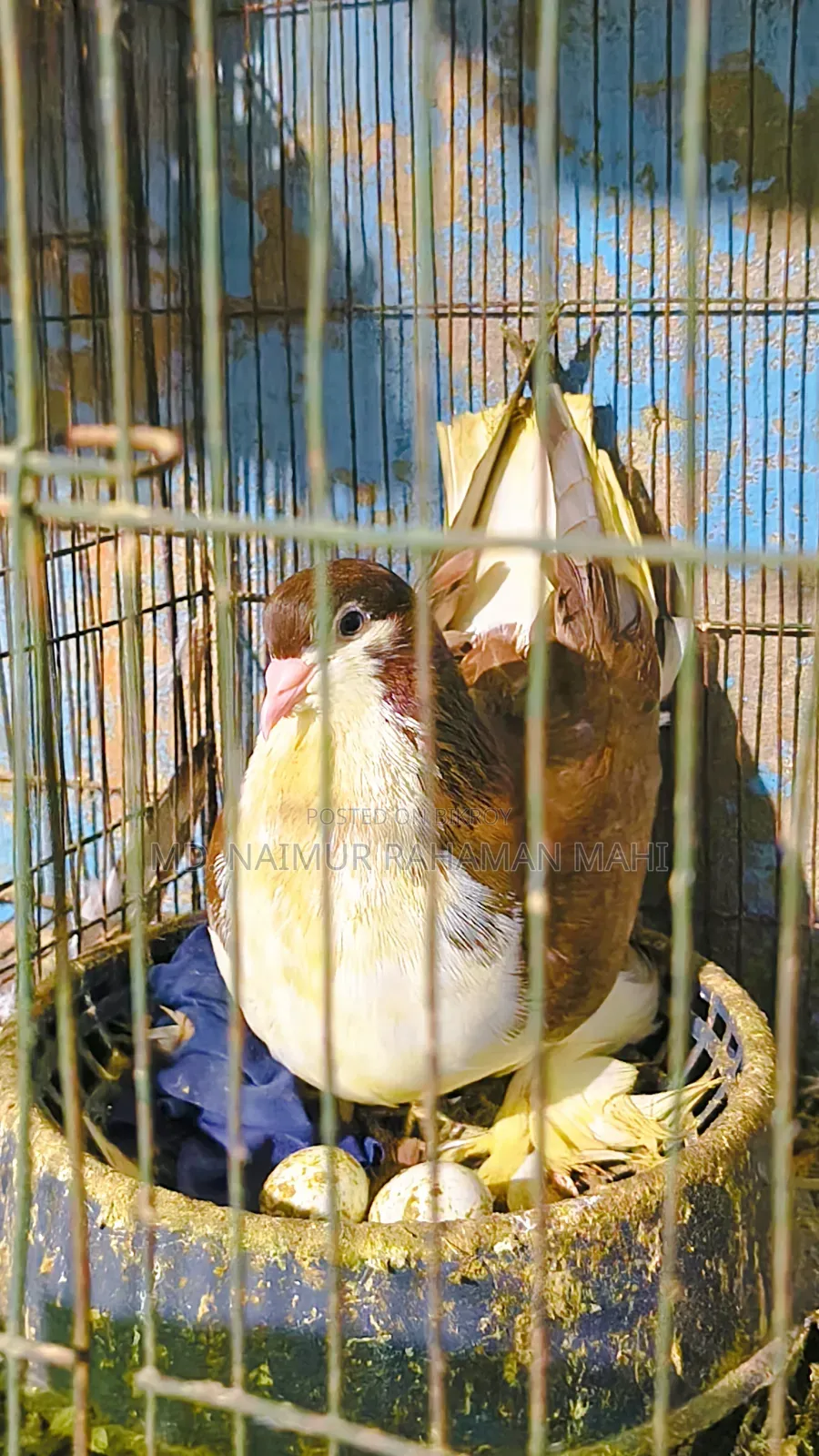 লাহরি সিরাজি কবুতর