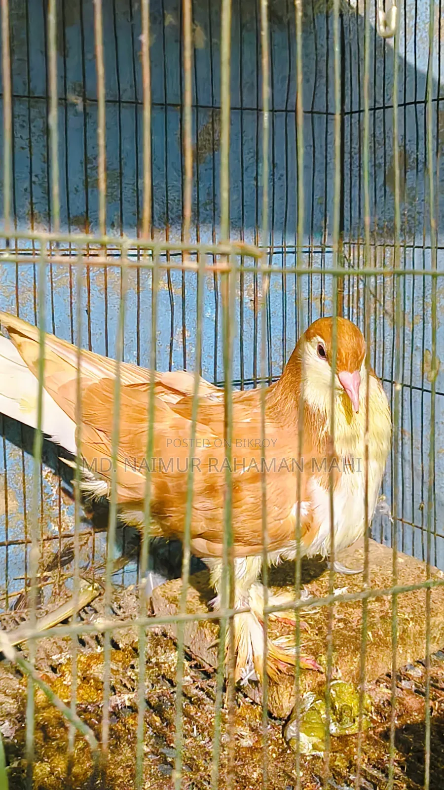 লাহরি সিরাজি কবুতর