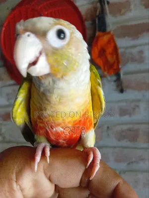 একটা টেম কুনুর পাখি বিক্রি হবে