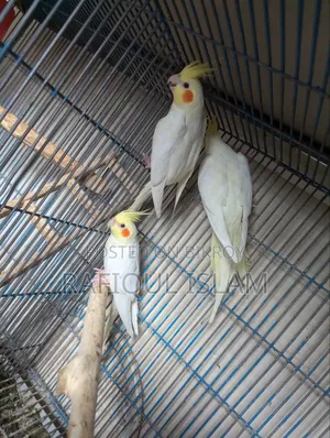 ককাটেল পাখি বিক্রি