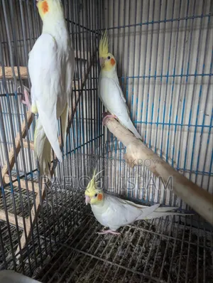ককাটেল পাখি বিক্রি