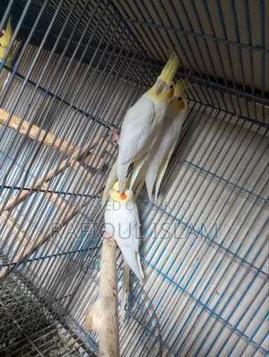 ককাটেল পাখি বিক্রি
