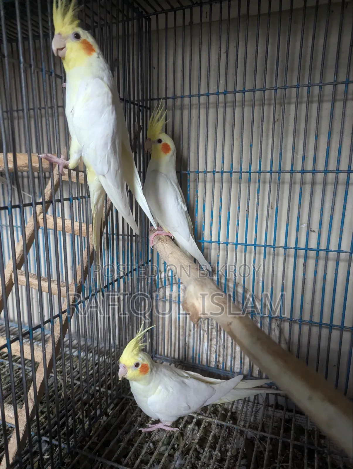 ককাটেল পাখি বিক্রি