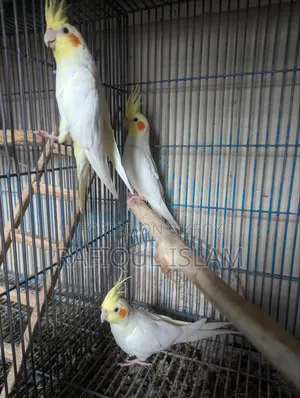 ককাটেল পাখি বিক্রি