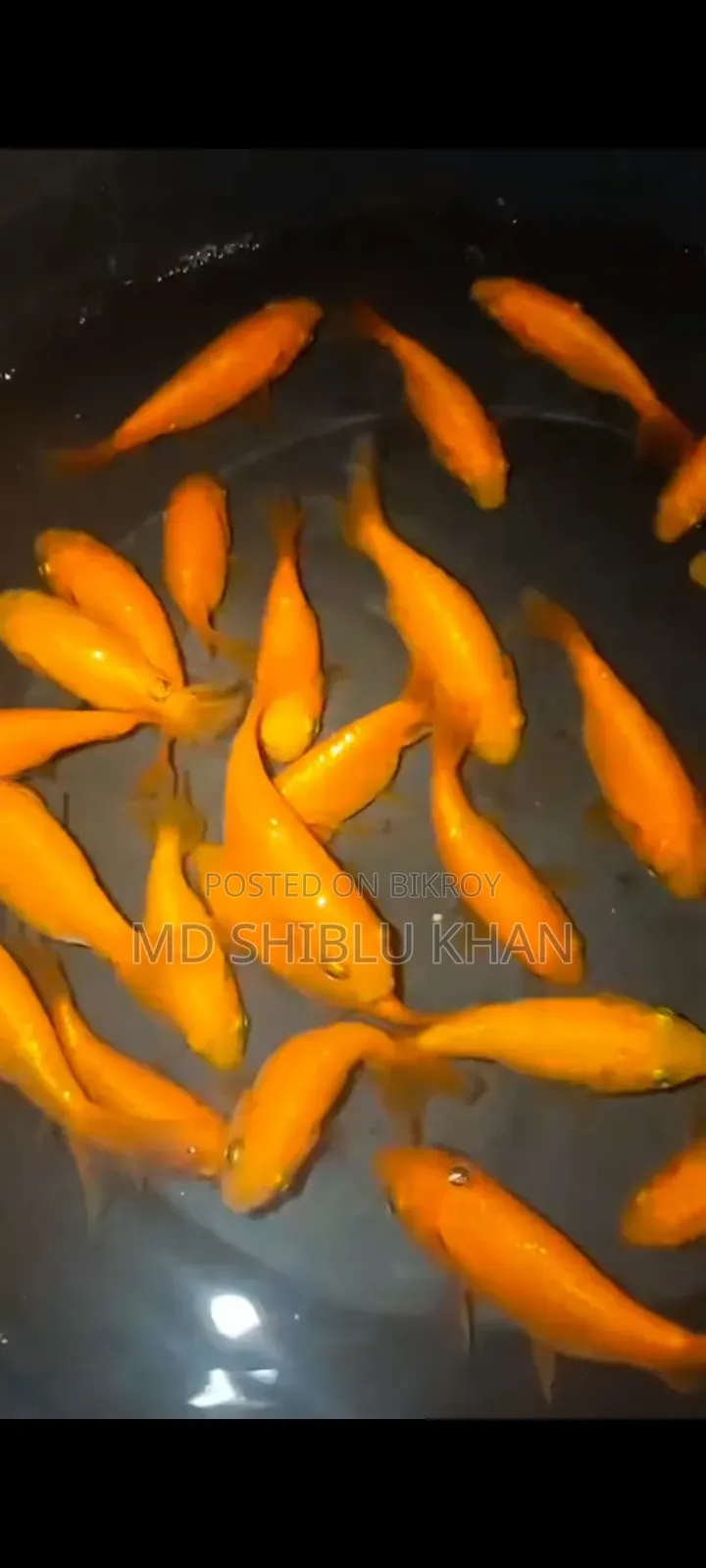 Runchu Gold Fish