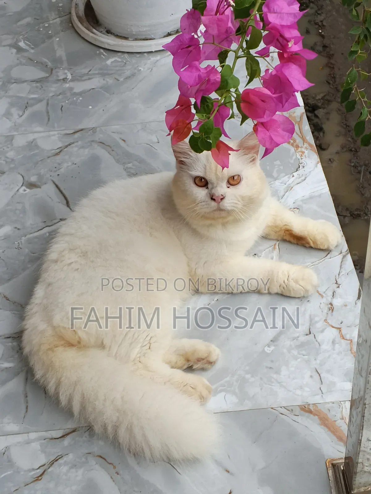 6-12 months Male Purebred Persian