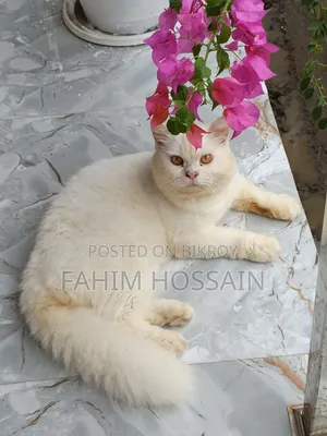 6-12 months Male Purebred Persian